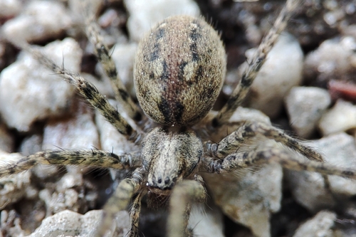 Charcoal Spider