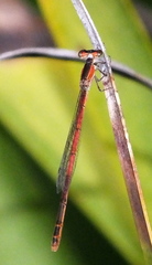 Agriocnemis falcifera