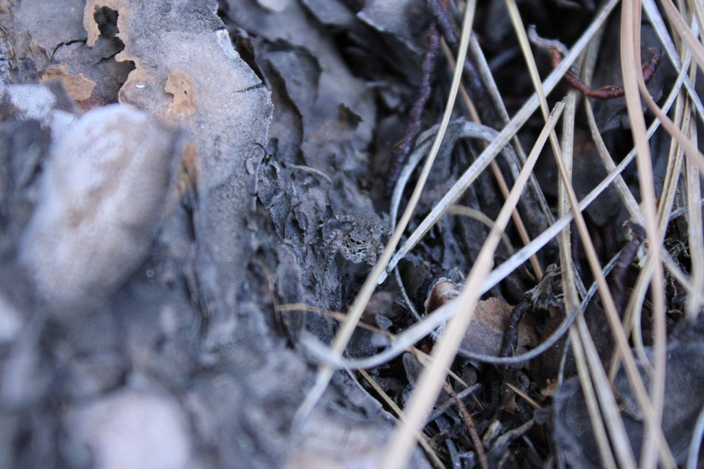 Aelurillus lucasi