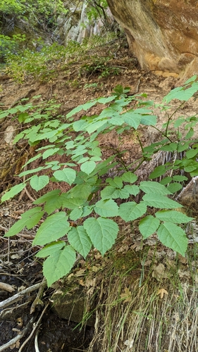 Aralia bicrenata (Aralia bicrenata)