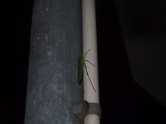 Euconocephalus varius