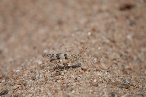 Sphingonotus caerulans