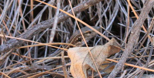 Tenerife Lizard, Santa Cruz de Tenerife, Spain, photo 9 of 10