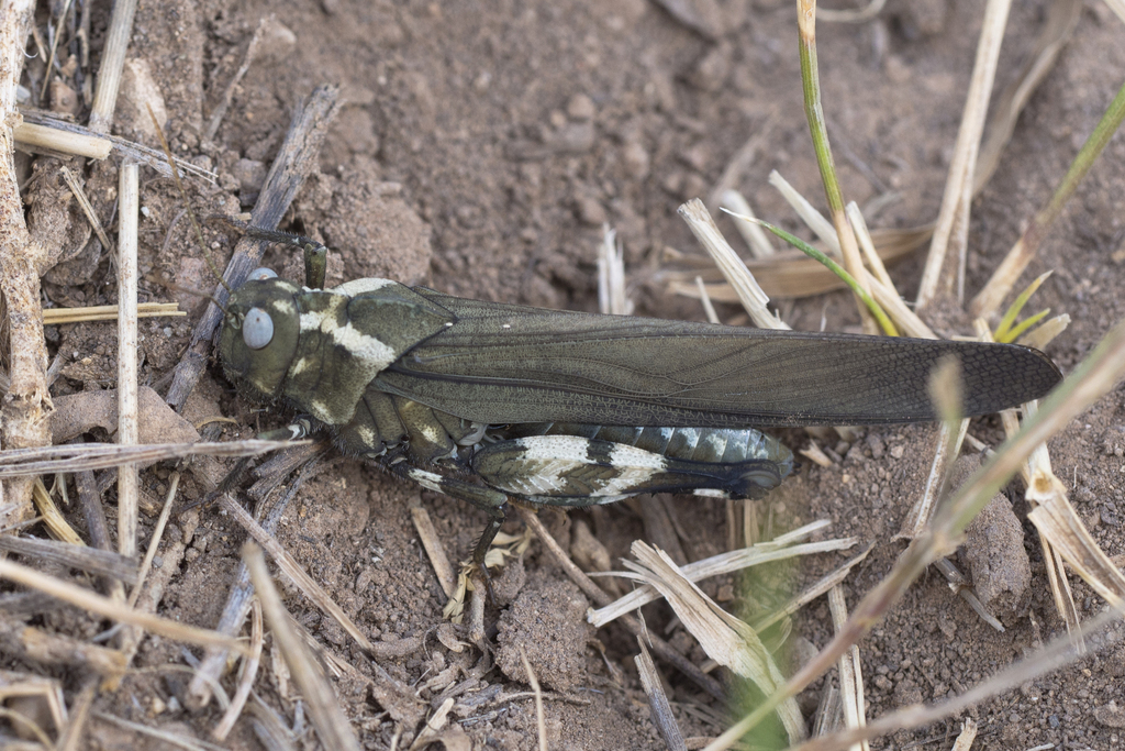 Carolina grasshopper (Dissosteira carolina)