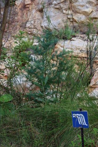 Image of Willowmore Cypress (Widdringtonia schwarzii) by (c) Tony Rebelo, some rights reserved (CC BY-SA)