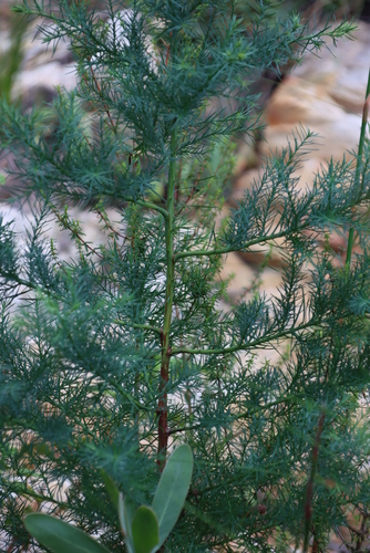 Image of Widdringtonia schwarzii by (c) Tony Rebelo, some rights reserved (CC BY-SA)