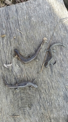 Ambystoma barbouri
