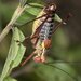 Vicentine Saw-tailed Bush-Cricket - Photo (c) Davide G. Borin, some rights reserved (CC BY-NC), uploaded by Davide G. Borin