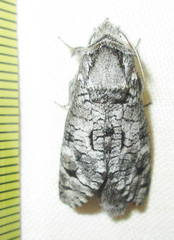 Brachylia terebroides