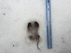 Odocoileus virginianus borealis