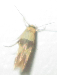 Stathmopoda luminata