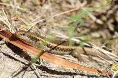 Oligosoma kokowai