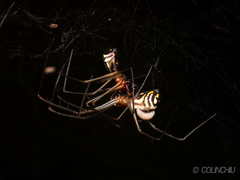 Neriene longipedella