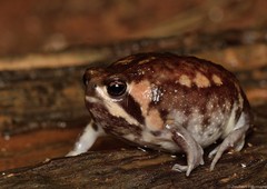 Breviceps adspersus