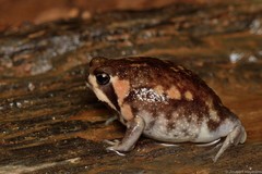 Breviceps adspersus