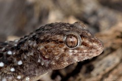 Chondrodactylus turneri