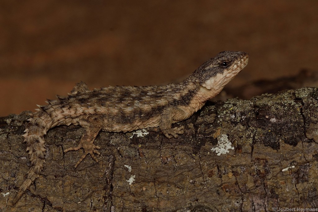 Limpopo Girdled Lizard (reptiles Of Botswana) · Inaturalist