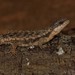 Limpopo Girdled Lizard - Photo (c) Joubert Heymans, some rights reserved (CC BY-NC-ND), uploaded by Joubert Heymans