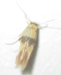 Stathmopoda luminata