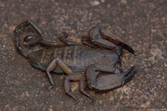 Hadogenes troglodytes