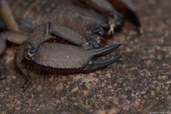 Hadogenes troglodytes