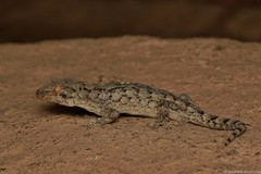 Homopholis walbergii