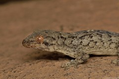 Homopholis walbergii