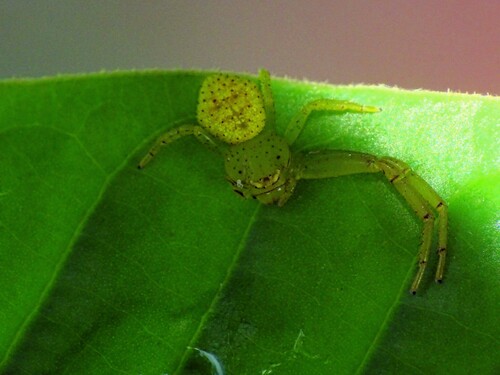 Physoplatys nitidus