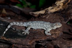 Homopholis walbergii