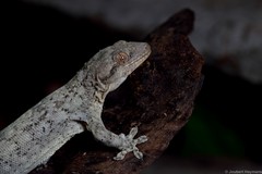 Homopholis walbergii