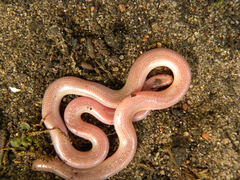Xerotyphlops vermicularis