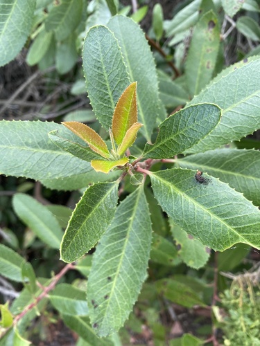 iNaturalist observation photo of Toyon