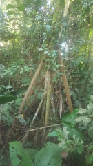 Walking Palm (Socratea exorrhiza)