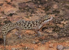 Pachydactylus affinis