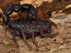 Parabuthus transvaalicus