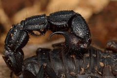 Parabuthus transvaalicus