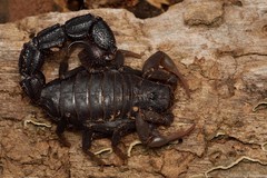 Parabuthus transvaalicus