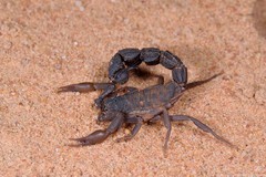 Parabuthus transvaalicus