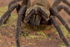 Pterinochilus lapalala