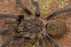 Pterinochilus lapalala