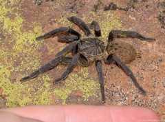 Pterinochilus lapalala