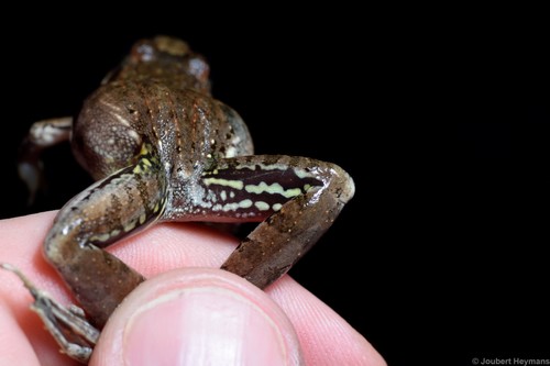 Anchieta's Ridged Frog