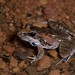 Anchieta's Ridged Frog - Photo (c) Joubert Heymans, some rights reserved (CC BY-NC-ND), uploaded by Joubert Heymans