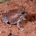 Marbled Sand Frog - Photo (c) Joubert Heymans, some rights reserved (CC BY-NC-ND), uploaded by Joubert Heymans