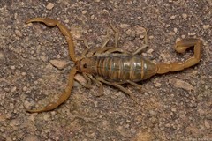 Uroplectes planimanus