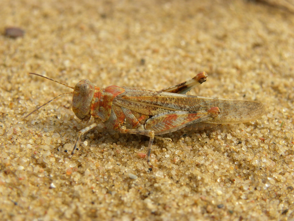 Sphingonotini