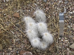 Echinocereus delaetii