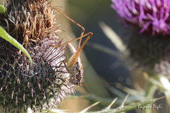 Pachytrachis striolatus