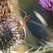 Striated Bush-Cricket - Photo (c) Eugenio Pighi, some rights reserved (CC BY-NC), uploaded by Eugenio Pighi
