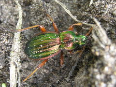 Carabus auratus